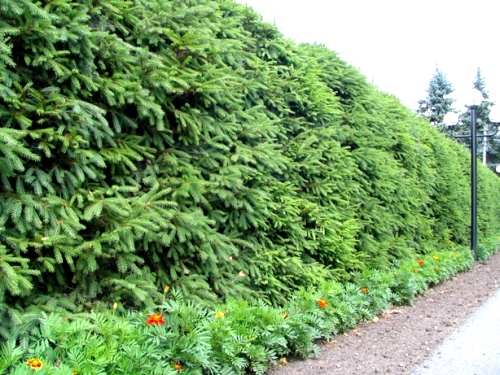 Задача - отгородиться от улицы и соседей Страница 2 Форум: дом и дача